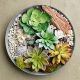 Sweetland Terrarium