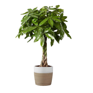 Sweetland Money Tree