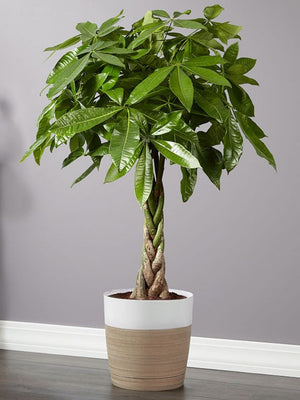 Sweetland Money Tree